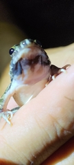Fejervarya cancrivora