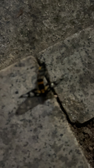 Amata sperbius