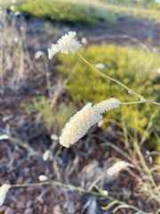 Ptilotus calostachyus