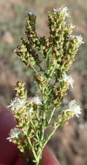 Selago glomerata
