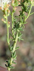 Selago glomerata