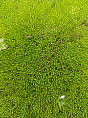 Abrotanella forsteroides