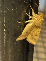 Heliocheilus paradoxus