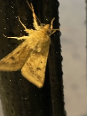 Heliocheilus paradoxus