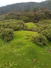 Abrotanella forsteroides