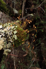 Leptostomum inclinans