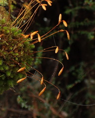 Leptostomum inclinans