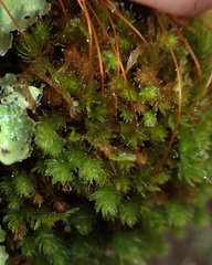 Leptostomum inclinans