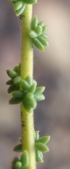 Selago glomerata