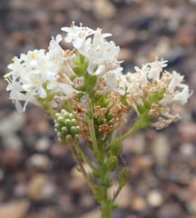 Selago glomerata