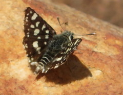 Spialia ferax