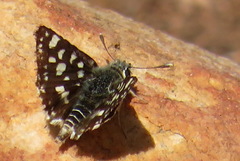 Spialia ferax