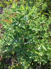 Vitex rotundifolia