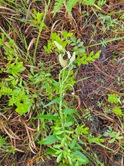 Pterocaulon pycnostachyum