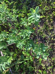 Vitex rotundifolia