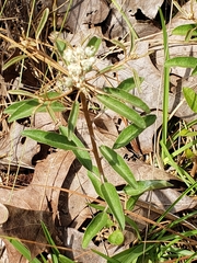 Croton argyranthemus