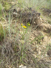 Dysodiopsis tagetoides