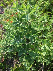 Vitex rotundifolia