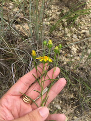 Dysodiopsis tagetoides