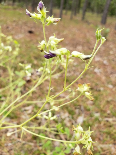 Image of Buckroot (Pediomelum canescens) by (c) Robert Guralnick, some rights reserved (CC BY)