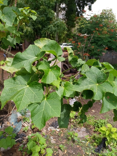 Jatropha curcas — photo 2