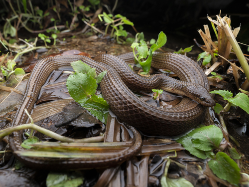 Striped Stream Snake