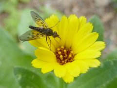 Phthiria antiqua