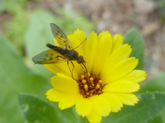 Phthiria antiqua