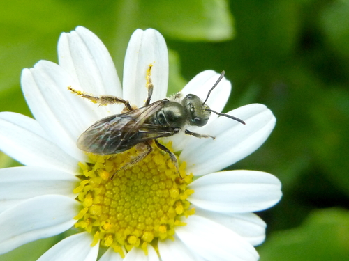 Lasioglossum viride