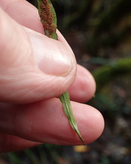 Notogrammitis angustifolia nothofageti