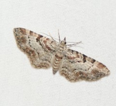 Eupithecia mutata