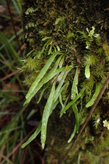 Notogrammitis angustifolia nothofageti