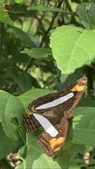 Adelpha malea fundania