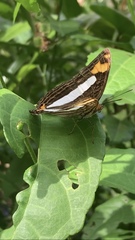 Adelpha malea fundania