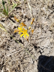 Bloomeria crocea