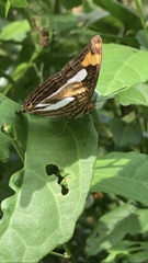 Adelpha malea fundania