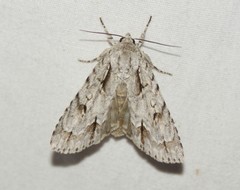 Acronicta hasta