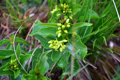 Vincetoxicum hirundinaria nivale