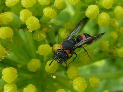 Ancistrocerus haematodes