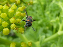 Ancistrocerus haematodes