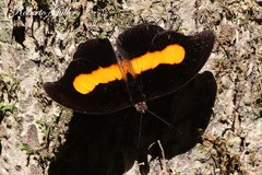 Catonephele acontius caeruleus