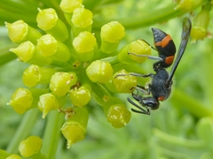 Ancistrocerus haematodes