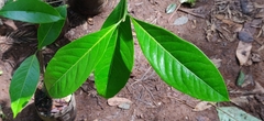 Beilschmiedia dalzellii