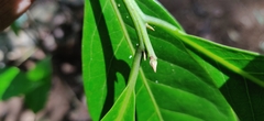 Beilschmiedia dalzellii