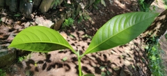 Beilschmiedia dalzellii