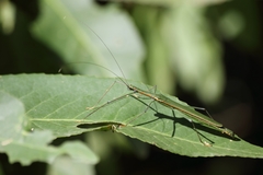 Paranecroscia marginata