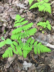Gymnocarpium dryopteris