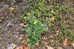 Diplotaxis tenuifolia