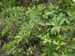 Ardisia solanacea