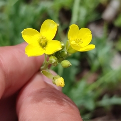 Diplotaxis tenuifolia